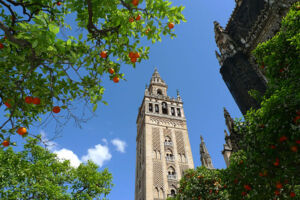 Naranjos Sevilla